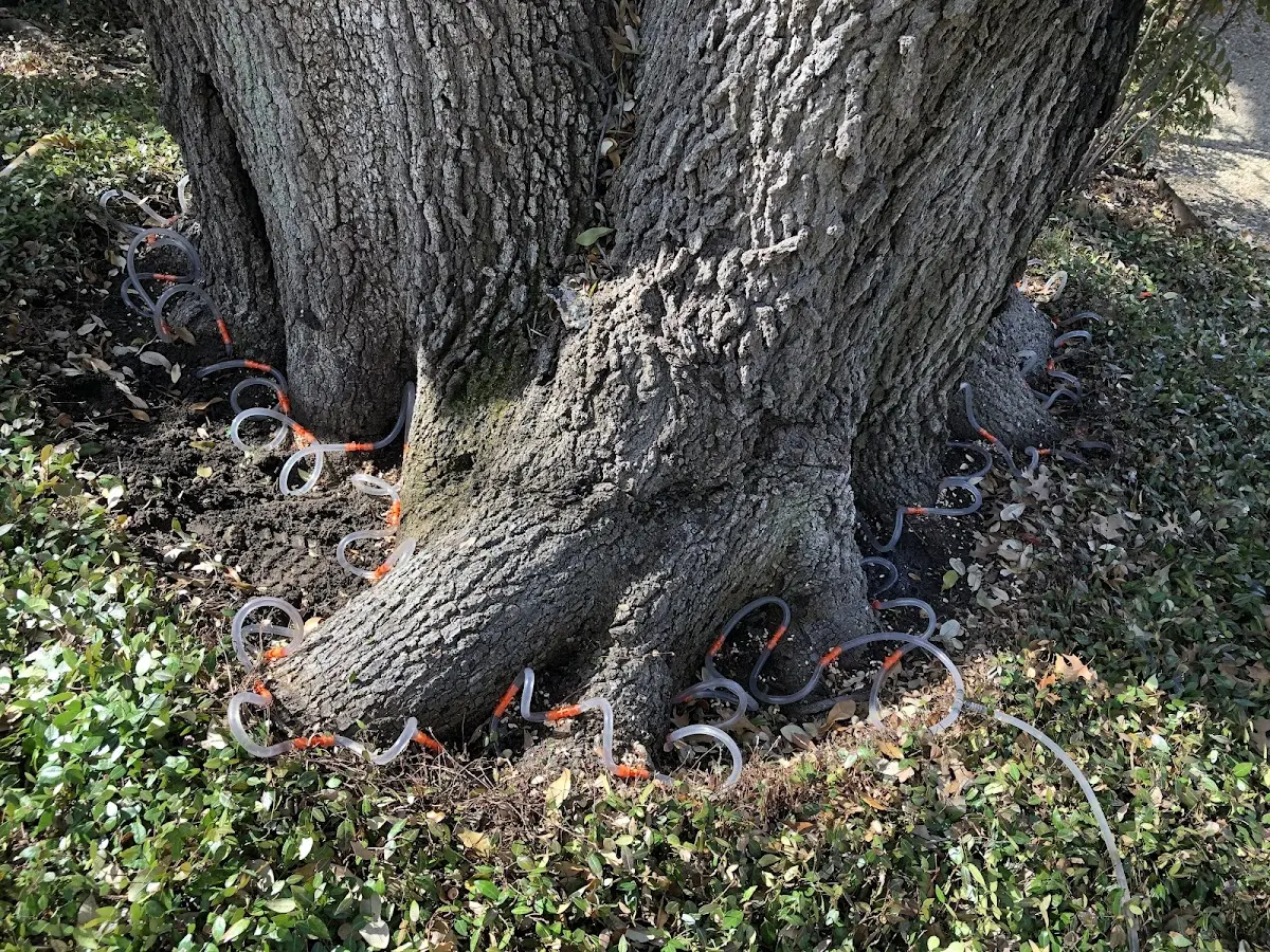Detailed Shrub and Hedge Trimming job site in Indianola