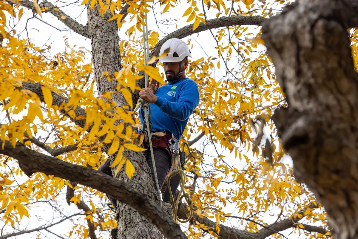 Skilled Tree Planting crew working in Indianola